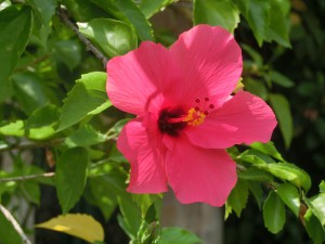 Blog May 28th 2015 Indonesia flower